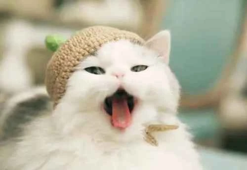 How to prevent your cat from being a picky eater?