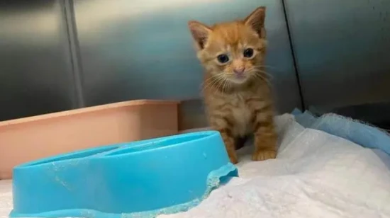 How to feed a one-month-old kitten