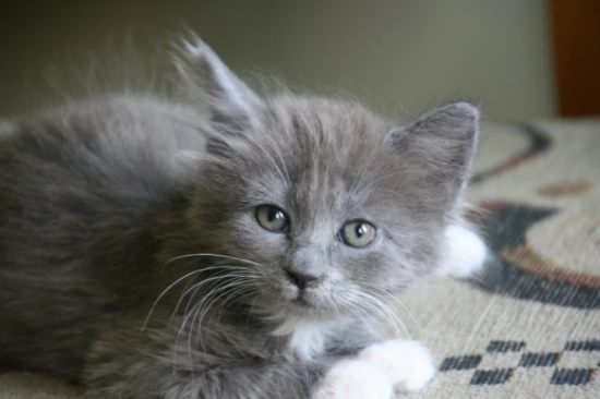 Reasons why you shouldn't marry a man who owns a cat 养猫男人不能嫁的原因