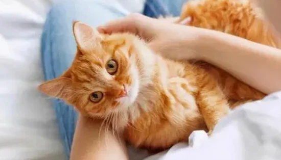 The secret to successfully correcting your cat's picky eating habits and keeping them away from this problem!