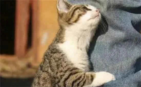 Why do cats like to rub their heads against people?