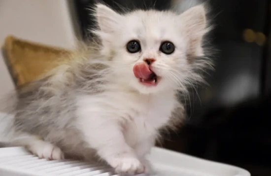 Does a cat licking its lips mean it's greedy?