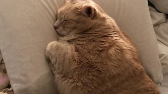 What breed is the chubby cat?
