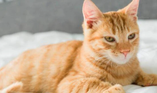 What does it mean when a woman dreams of a yellow cat?