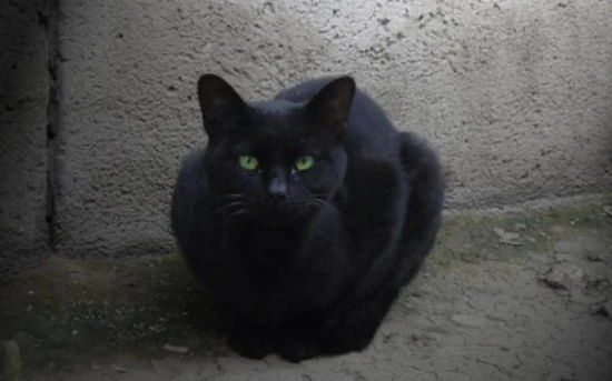 Strange taboos about keeping cats in folk customs