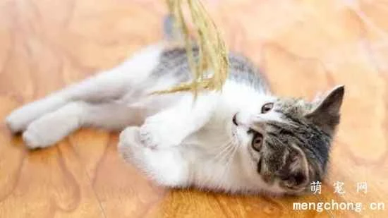 At what age can cats start eating cat grass?