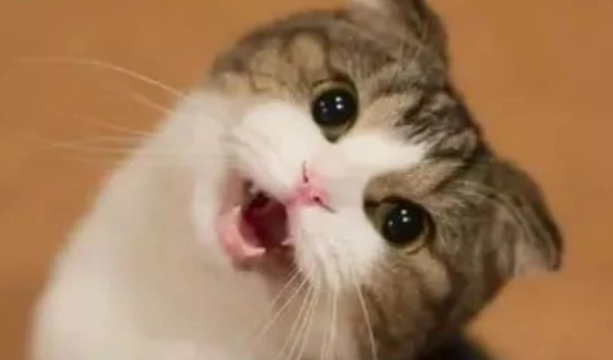 Why don't cats "talk" to each other by meowing?