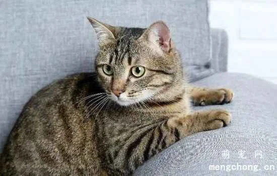 Do you know the common misconceptions about raising tabby cats?