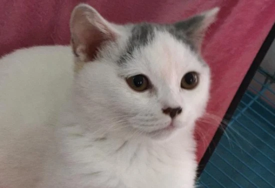 How to tell if a cat is a few months old