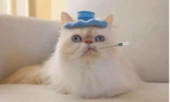 Is a kitten's temperature of 39.8 degrees Celsius considered a high fever?