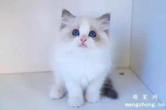 Should cats have their toes trimmed? What is the purpose of a cat's claws?