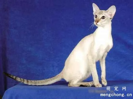 What is the relationship between the Shimlik cat and the Isle of Man cat?