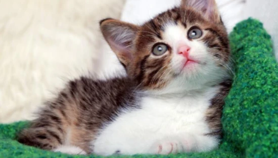 What does it mean when a woman dreams of a cat?