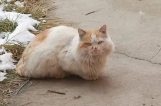 12 behaviors that indicate a cat has been abandoned