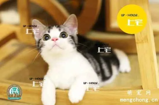 American Shorthair Cat Care