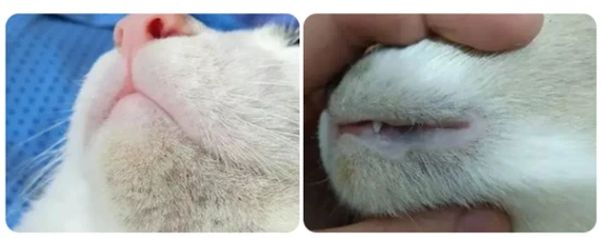 猫咪嘴巴黑黑的，就是黑下巴吗？