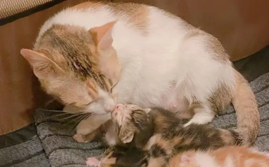 Signs that the mother cat is about to chase away her kittens