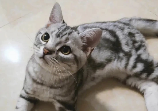 Are there seven varieties of American Shorthair?