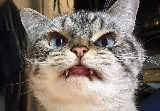 The mother cat suddenly changed her temperament and became aggressive in biting people.