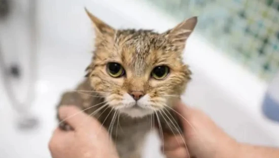 Why can't cats be bathed frequently?