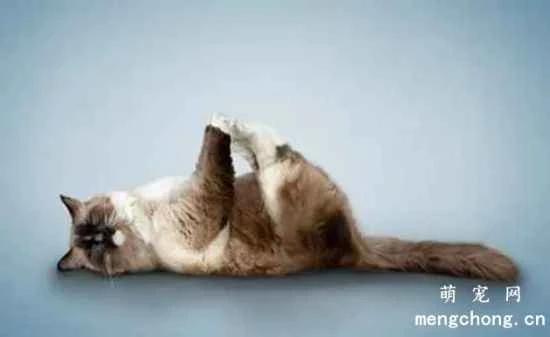 Can cats do yoga?