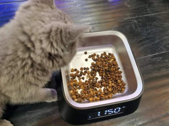 Why do cats always leave a little bit of food in their bowls and not eat it?