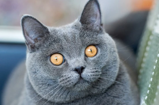 What kind of personality does a girl who loves cats have?