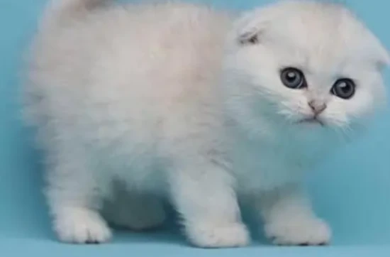 What causes kittens to have watery eyes?