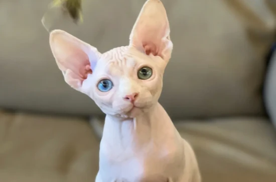 What kind of cat has no hair at all?