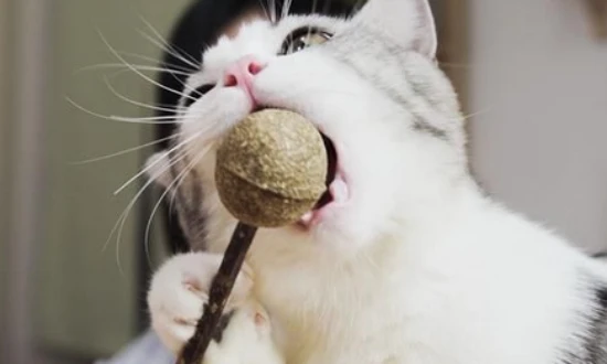 The difference between wood knotweed and catnip