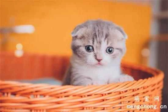 How to choose a cat that suits you?