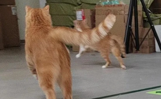 如何让猫活得更久？猫咪死亡原因和寿命统计