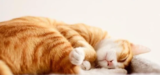 How much sleep is normal for a cat in a day?
