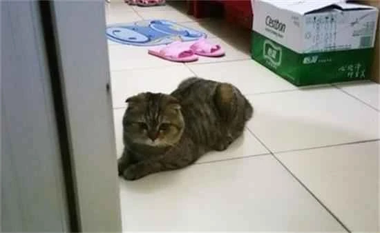 Why do cats like to lie at the bathroom door?