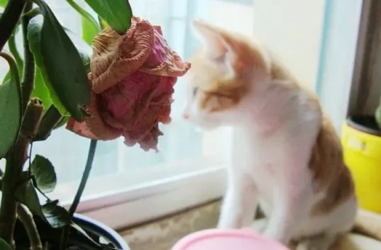 Are roses poisonous to cats?