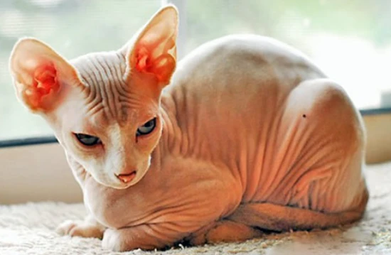 Why are cats considered an alien species?