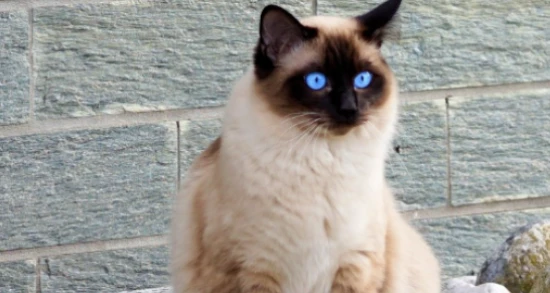 The 10 most popular cats – is your favorite cat on the list?