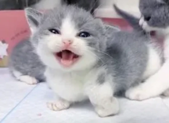 Kittens that cannot meow or have a very hoarse voice