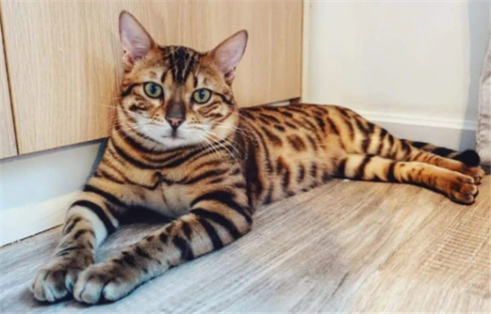 What do tabby cats eat?