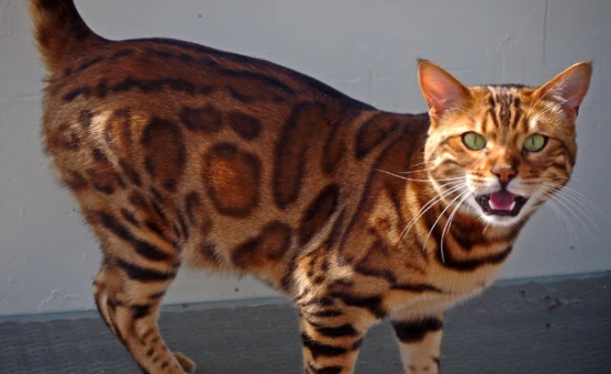 What are the characteristics of the Bengal cat?