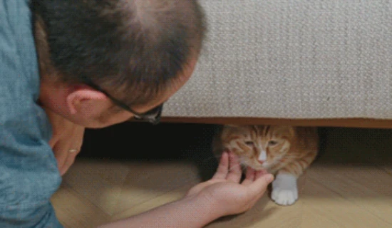 A guide to raising cats for new cat owners!