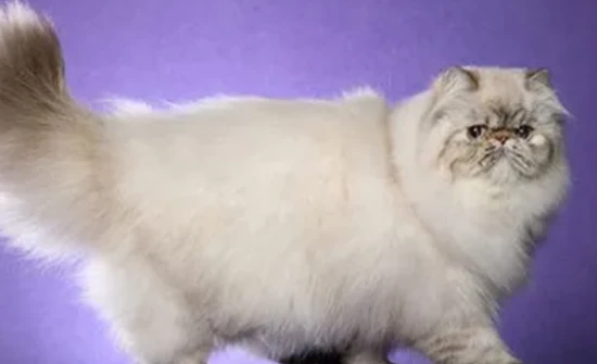 Typical characteristics of the Bowman cat