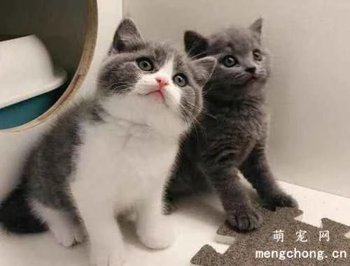 How can I help my cat adapt to a new home quickly?