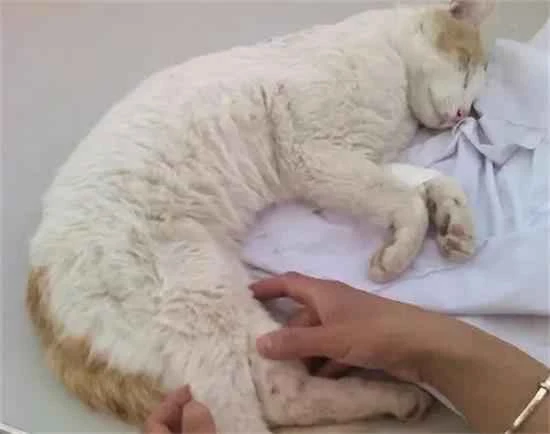 How to tell if a cat's leg is sprained or broken?