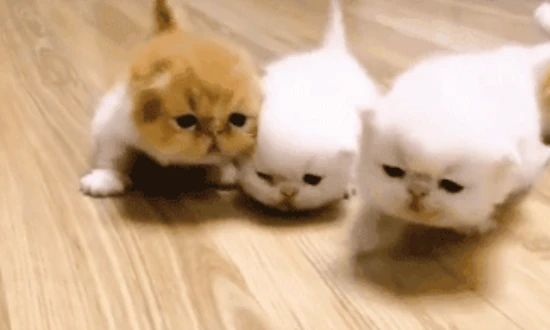 Cat feeding guide at each stage