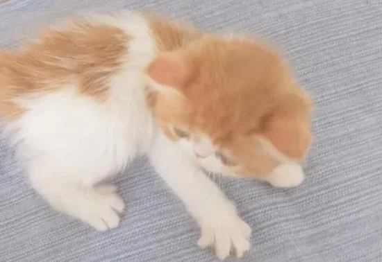 kittens are several months old.