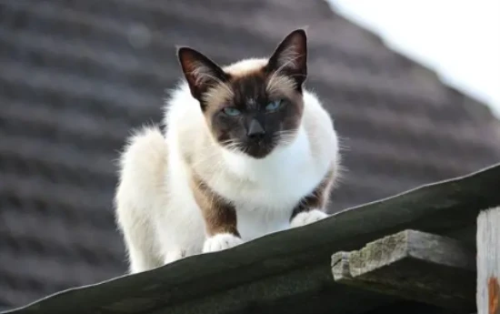 Southeast Asian cat breed rankings