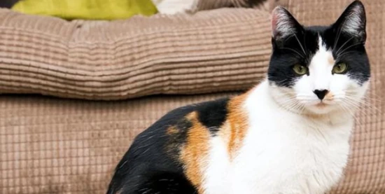 What kind of cat can bring good fortune?