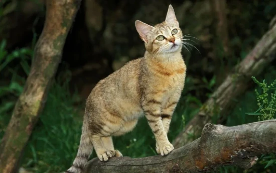 Why do cats hate taking baths? 猫咪为什么这么讨厌洗澡