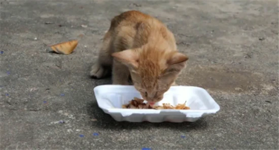 How to tell if a cat is hungry